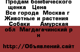 Продам бомбического щенка › Цена ­ 30 000 - Все города, Москва г. Животные и растения » Собаки   . Амурская обл.,Магдагачинский р-н